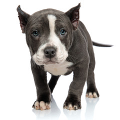 Adorable American Bully looking to the camera