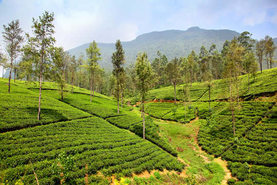 Green hillside of the tea plantations in Ella Sri Lanka