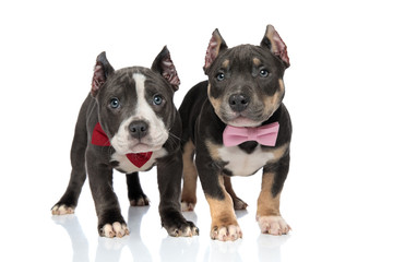American Bully puppies standing and looking upwards