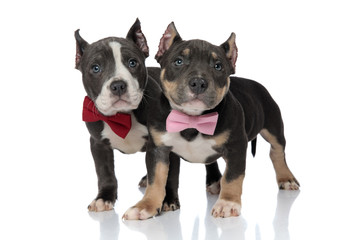 Lovely American Bully puppies looking up