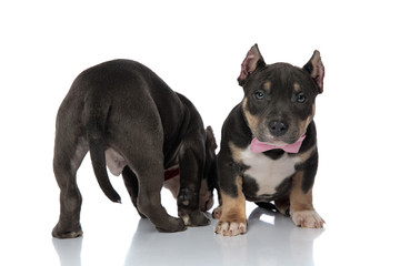 Rear view of American Bully puppy searching along his friend