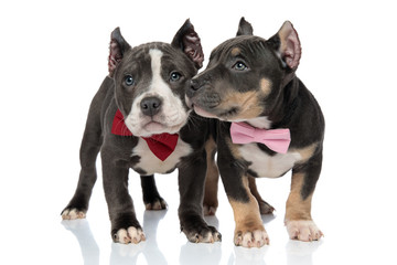 Adorable American Bully puppies looking around