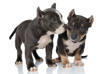 Concerned American Bully puppy looking, protectet by his friend