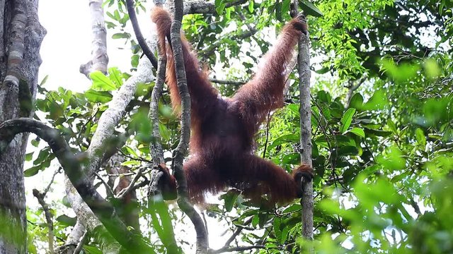 Orangutan is sitting on a wooden platform and eats fruit. Borneo. Kilimantan. Indonesia. Tajung Puting National Park. Natural sound