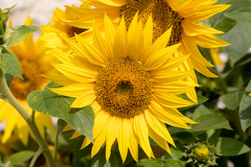Blooming sunflowers against the background of a limestone wall