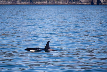 Fototapeta premium Orca Killer Whale surfacing in Kenai Fjords National Park in Seward Alaska United States