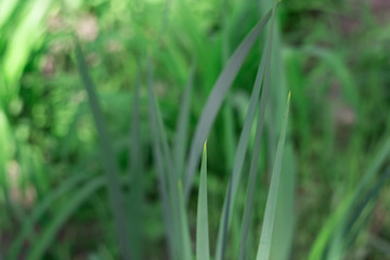 Fototapeta na wymiar Iris leaves on a blurred background