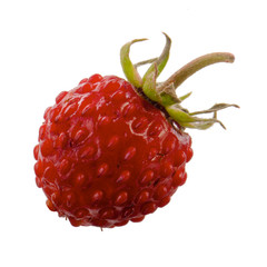 single fresh red wild strawberry isolated on white background