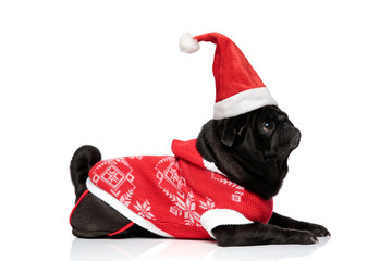 Side view of a curious pug curiously looking upwards