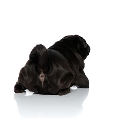 Rear view of a concerned pug looking and searching around