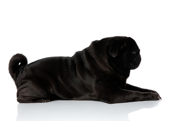 Side view of a tough pug looking forward and frowning