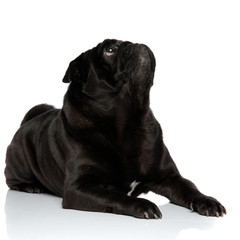 Naklejka premium Eager black pug curiously looking up