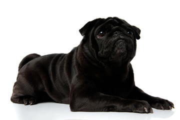 Dutiful pug carefully looking forward