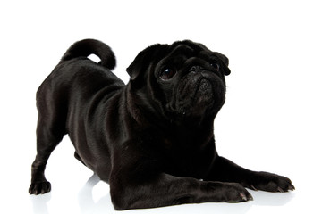 Frightened pug looking upwards