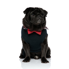 Obraz premium Upset black pug looking away and frowning