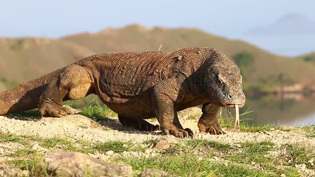 Komodo Dragons in Komodo National Park. Indonesia. Close-up. Beautiful background.