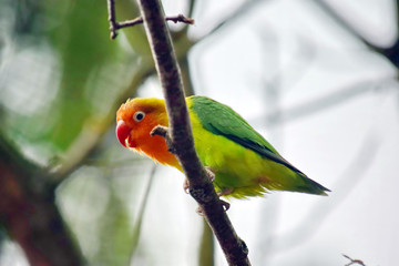 Fishers´s Lovebird Sitting on Branch