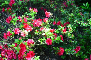 Fototapeta na wymiar flower in the garden
