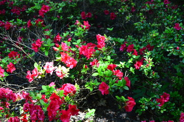 flower in the garden