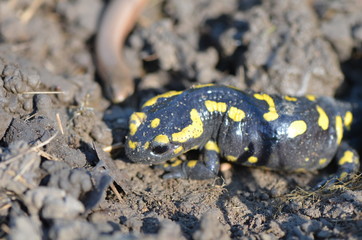 Salamandre tachetée et Overt