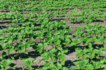 Sunflower plants on field