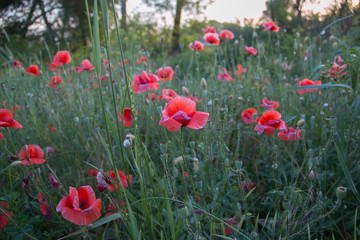 Red poppies close-up, in the green grass in the sunset