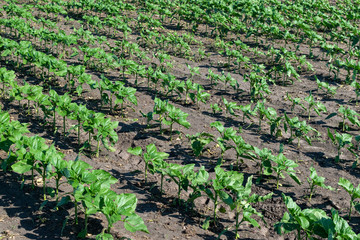 Sunflower plants on field