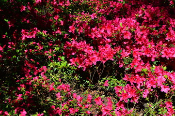 flower in the garden