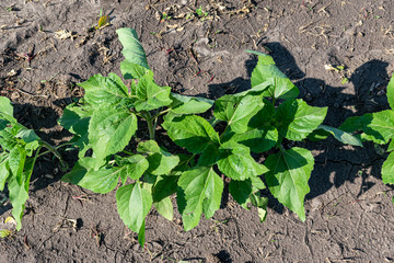 Sunflower plants on field