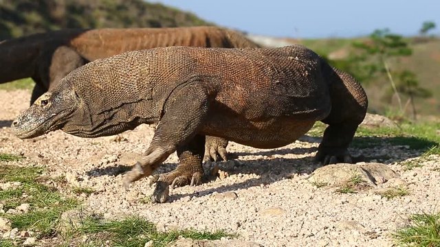 Komodo Dragons in Komodo National Park. Indonesia. Close-up. Beautiful background.
