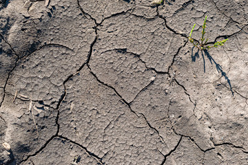 Cracked soil background