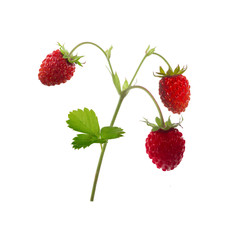 branch with wild strawberries isolated on white background