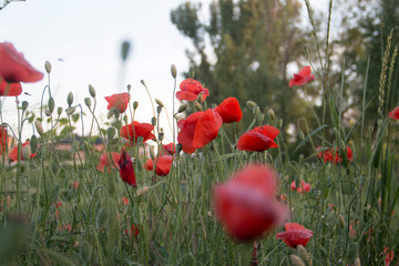 Red poppies close-up, in the green grass in the sunset
