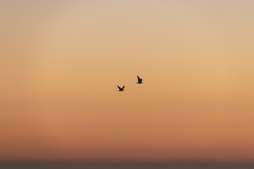 Silhouette of seagulls in flight at sunset