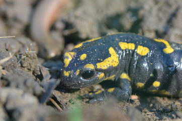 Salamandre tachetée et Overt