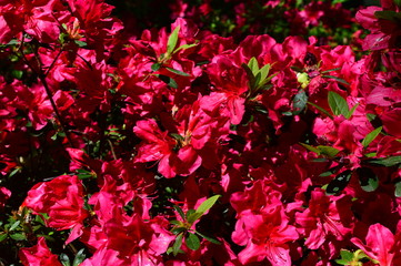 flower in the garden