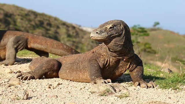 Komodo Dragons in Komodo National Park. Indonesia. Close-up. Beautiful background.
