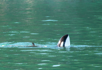 Mother Orca Killer Whale spy bobbing in Kenai Fjords National Park in Seward Alaska United States