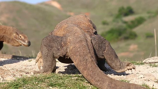 Komodo Dragons in Komodo National Park. Indonesia. Close-up. Beautiful background