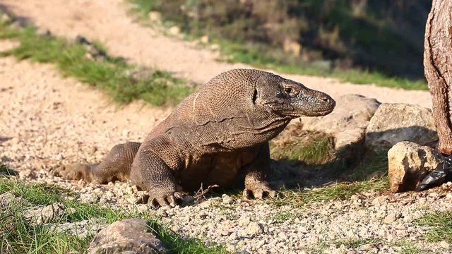 Komodo Dragons in Komodo National Park. Indonesia. Close-up. Beautiful background