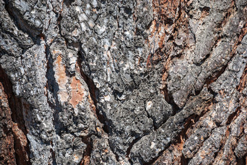 Close-up of bark of a pine trunk bark in Madrid, Spain, Europe