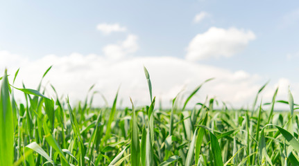 Green sprouts on the agricultural field.