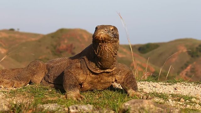 Komodo Dragons in Komodo National Park. Indonesia. Close-up. Beautiful background