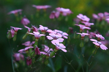 violet and pink flowers field