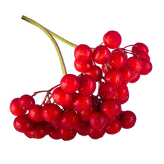 bunch of snowballs (quelder) isolated on white background