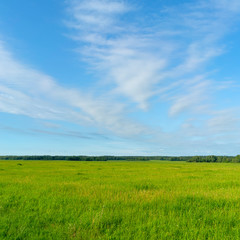 Green sprouts on the agricultural field.