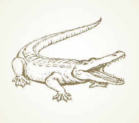 Crocodile. Vector drawing