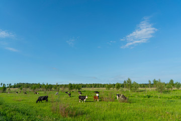 Black cows graze on a green field on a summer day.