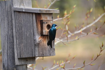Tree Swallow at Birdhouse