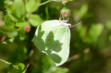 Citron (Gonepteryx rhamni)